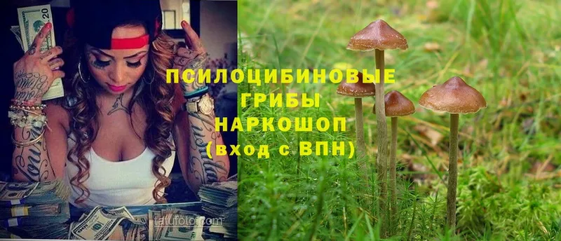 Псилоцибиновые грибы Psilocybine cubensis  Инза 